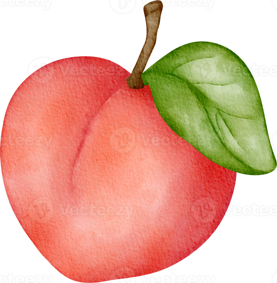 watercolor fruit peach png