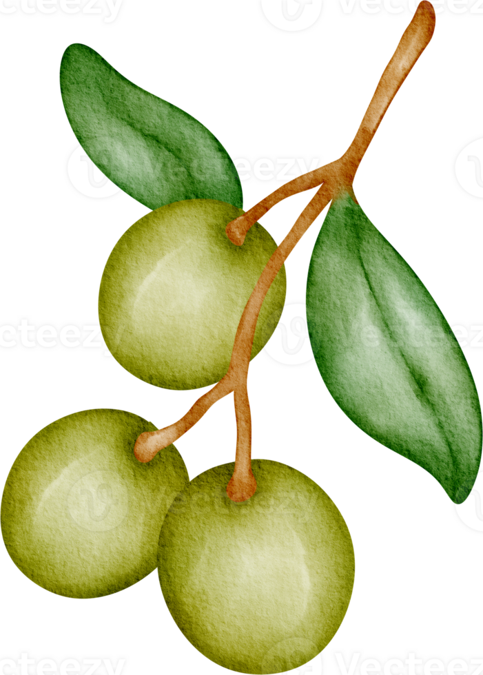 watercolor fruit olive png