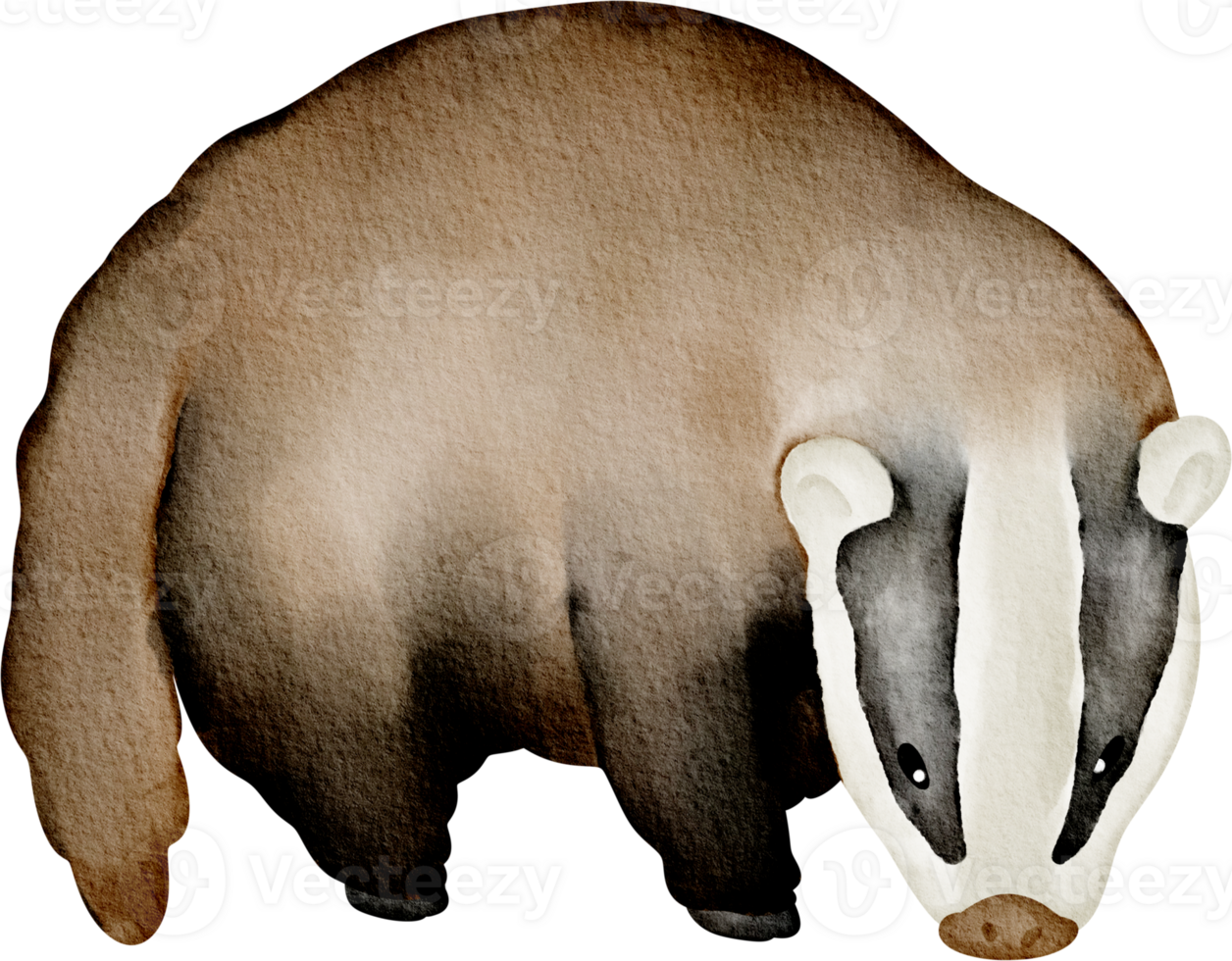 watercolor Badger clip art png