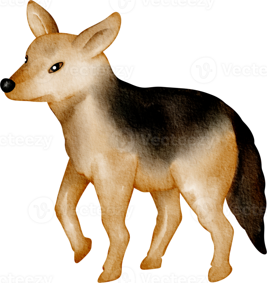 watercolor Jackal clip art png