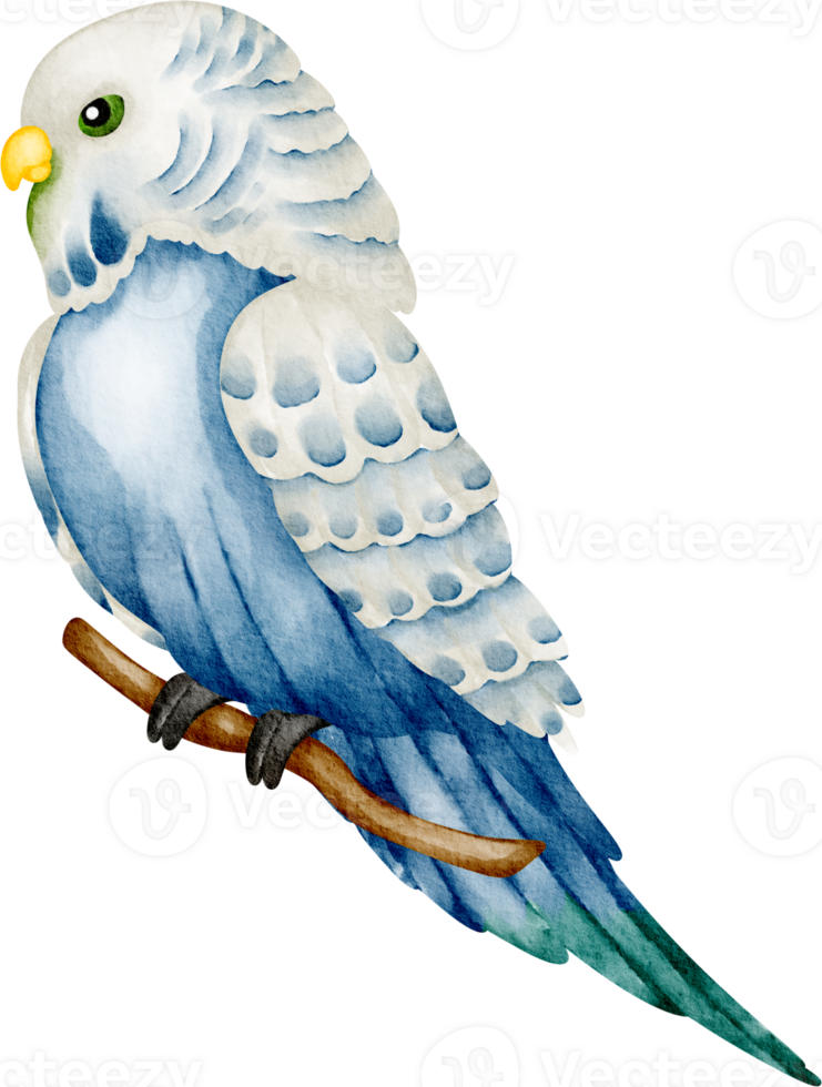 watercolor budgie bird png