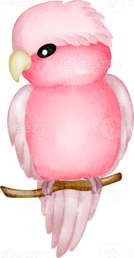 cockatoo pink watercolor png