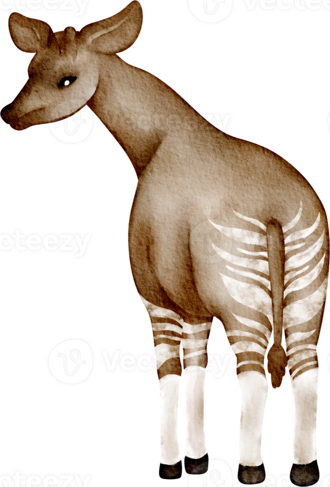 Okapi clip art png