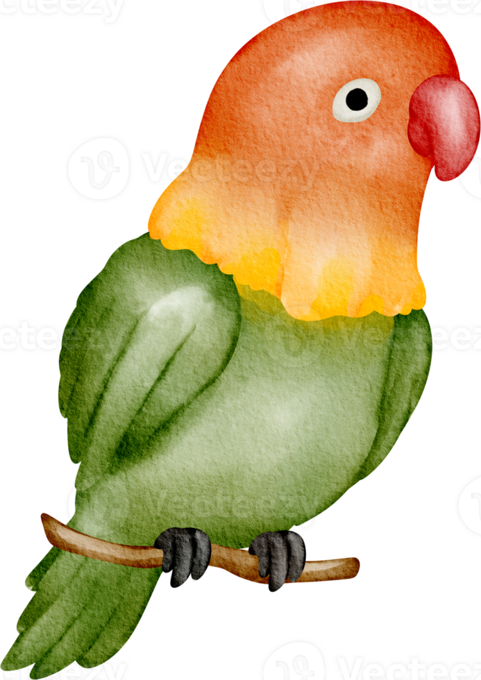 lovebird watercolor clip art png