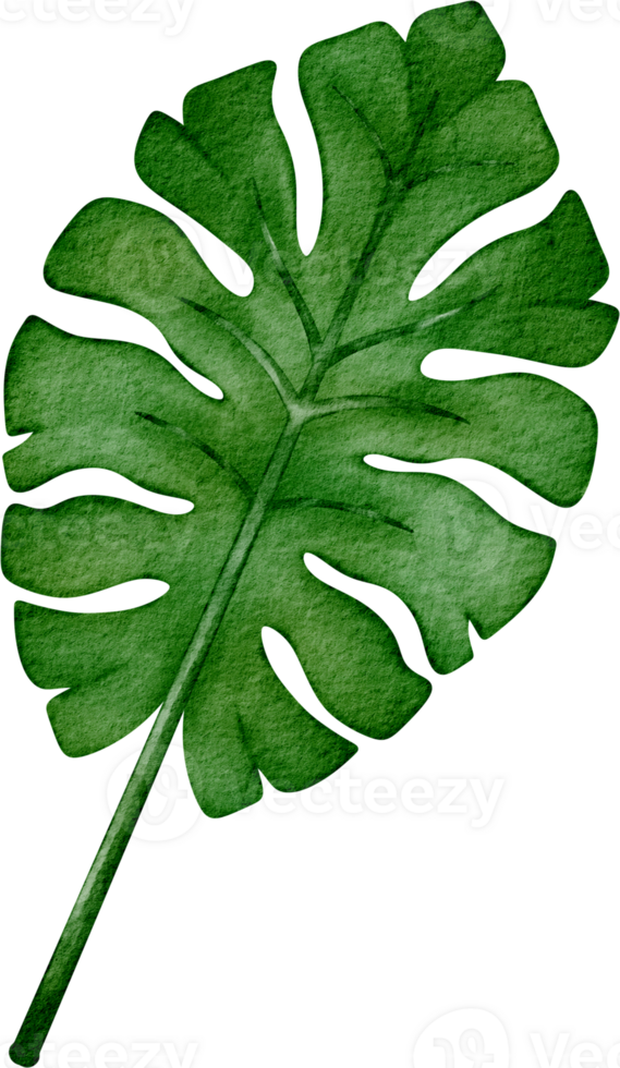 watercolor leaf clip art png