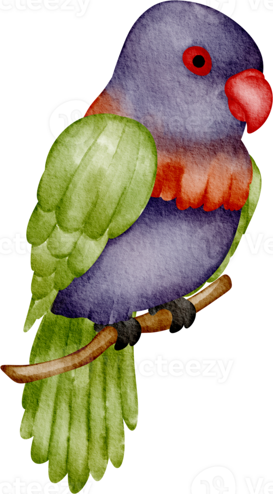Loriini bird watercolor clip art png