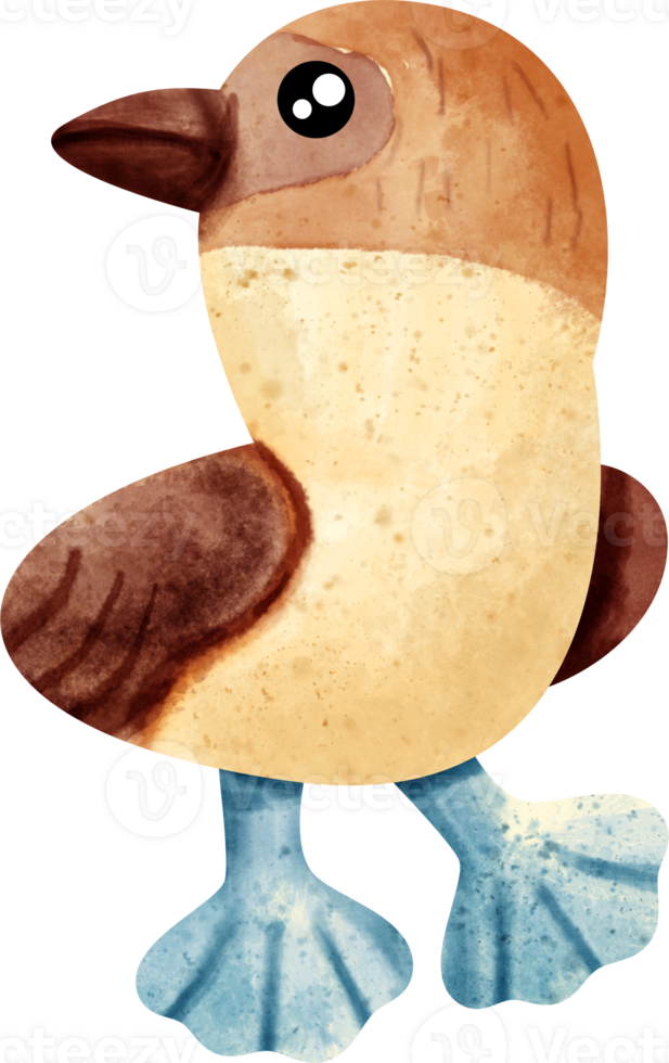watercolor animal booby bird png