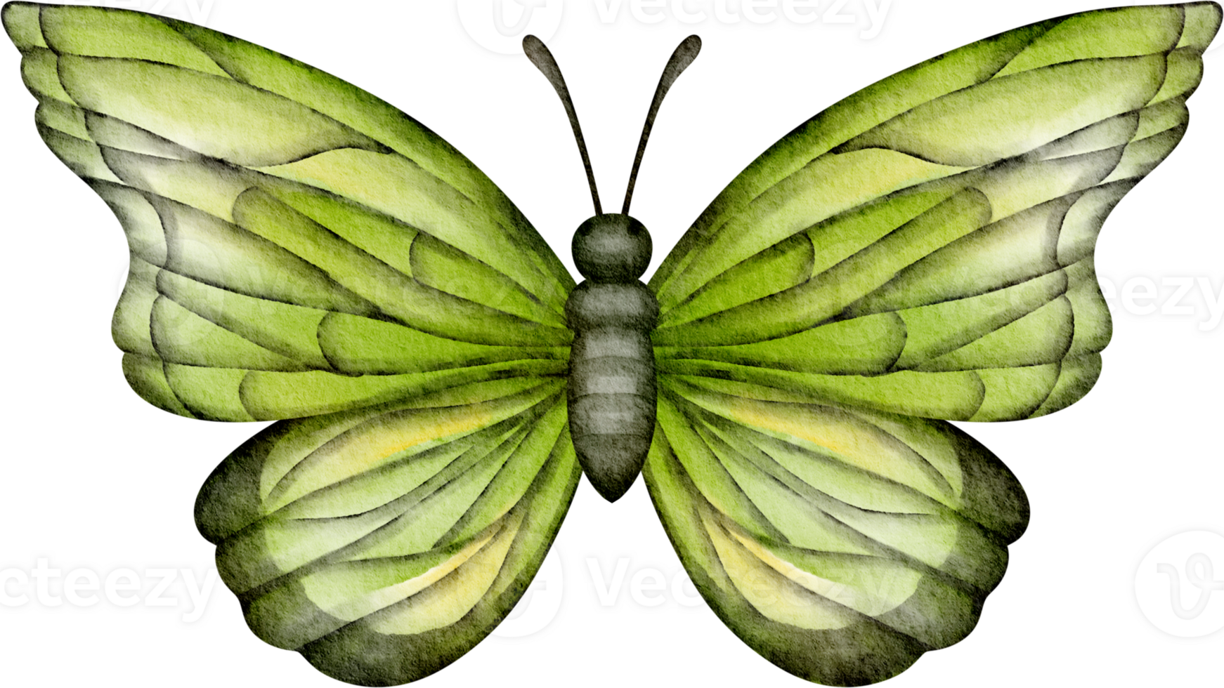 watercolor green butterfly clip art png