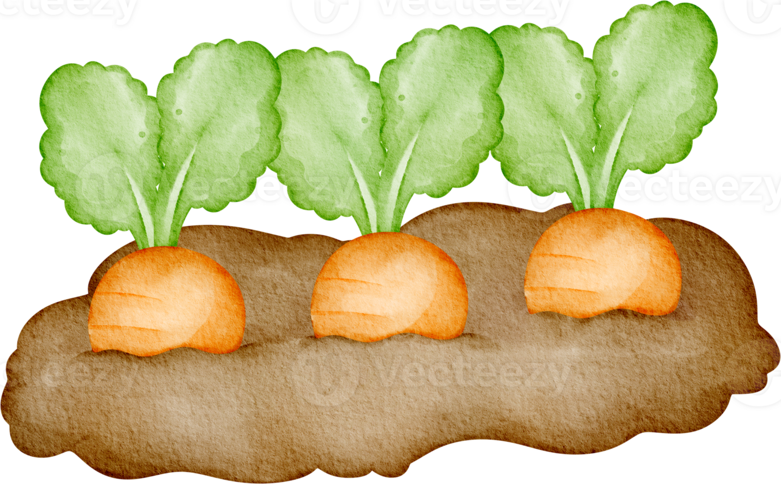 watercolor farm carrot png