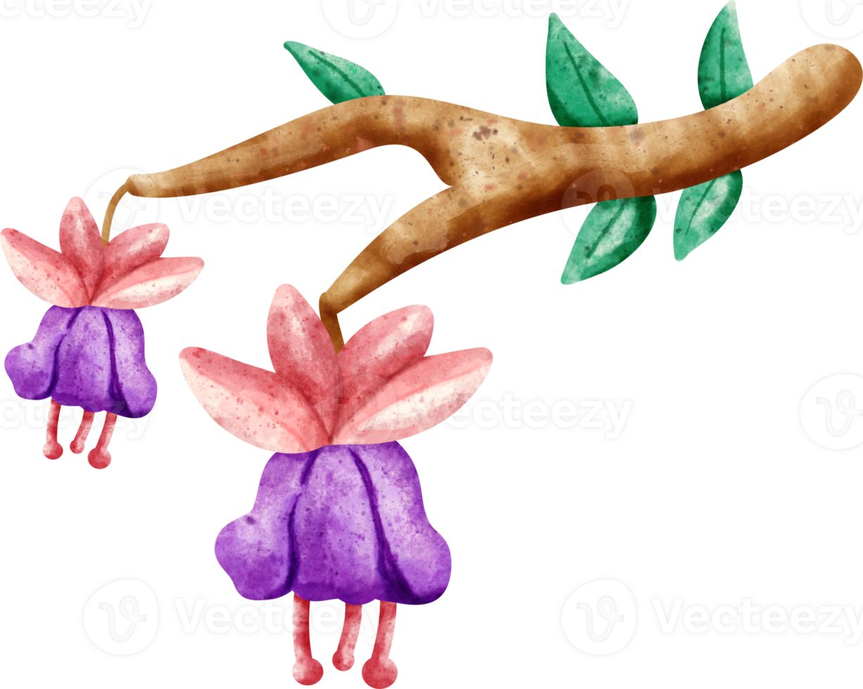 watercolor flower fuchsia png