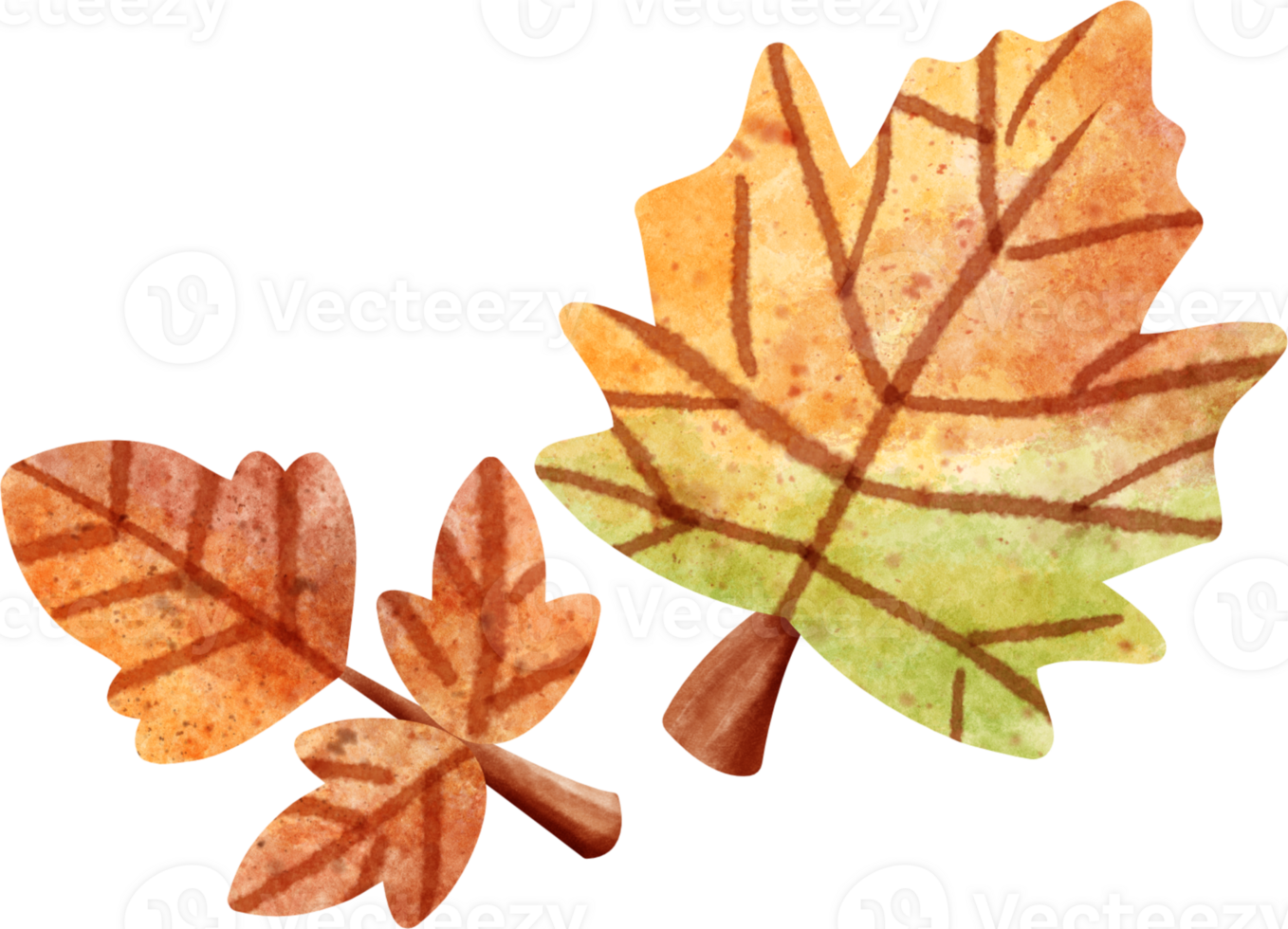 watercolor maple leave png