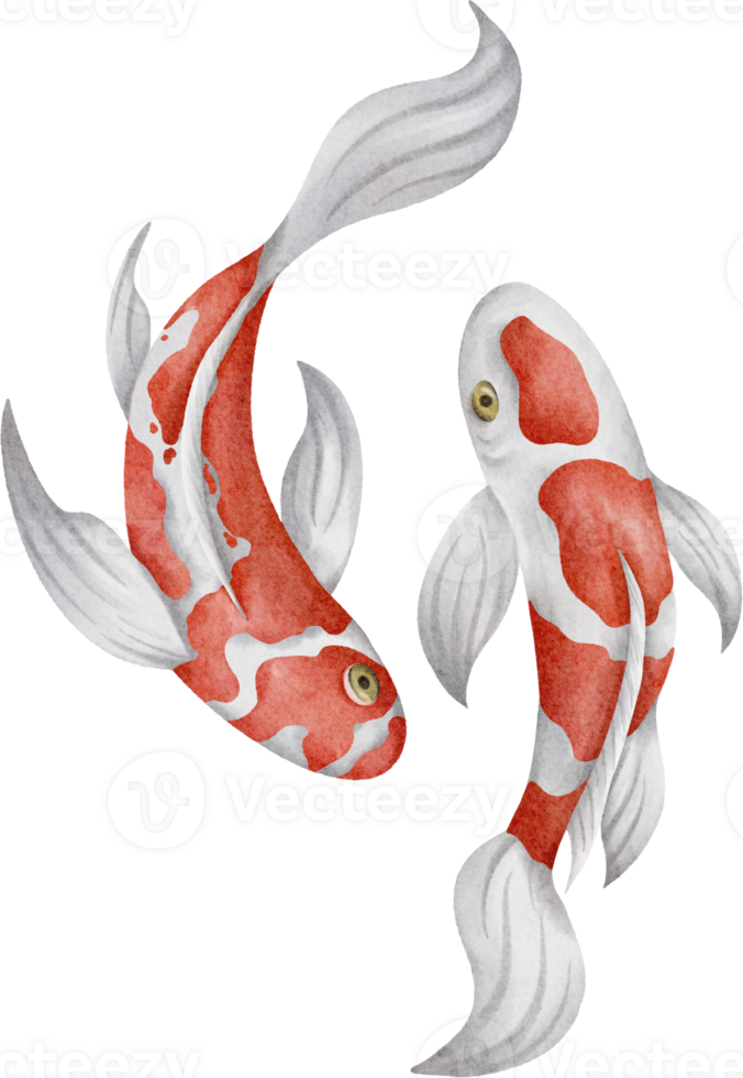 acquerello giapponese koi pesce png