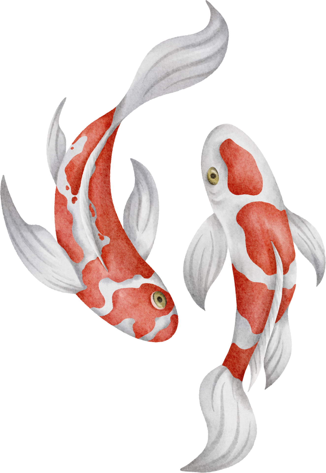 Koi Fish