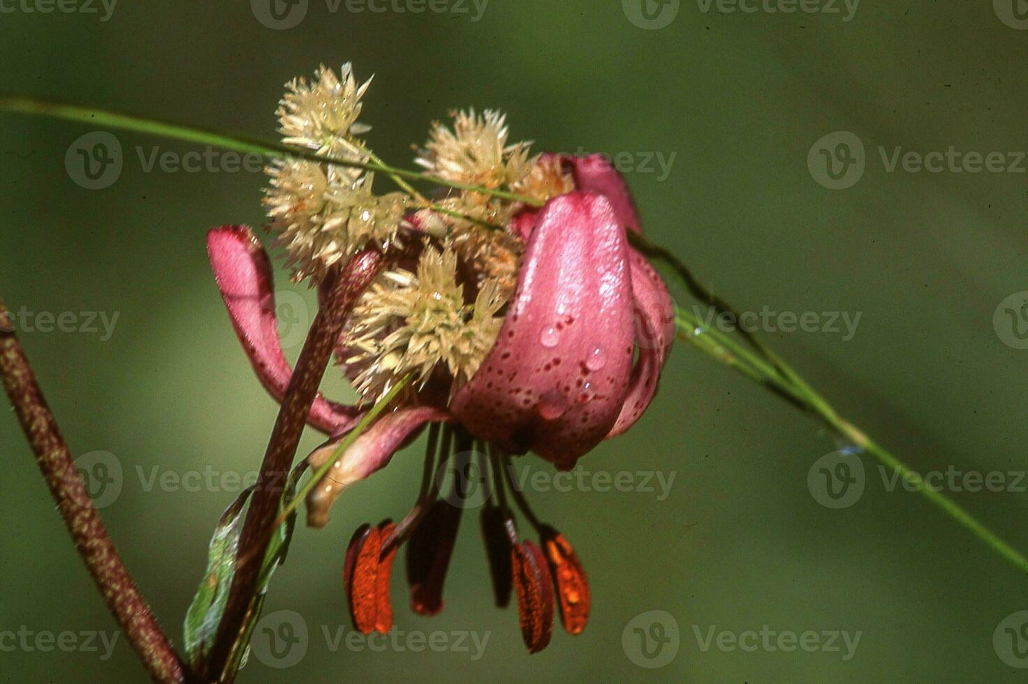 a pink flower with brown stamen and brown petals photo