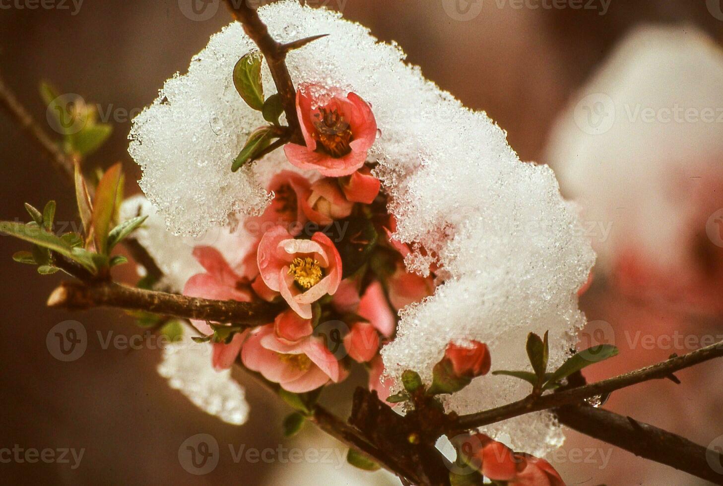 snow on a branch of an apple tree photo