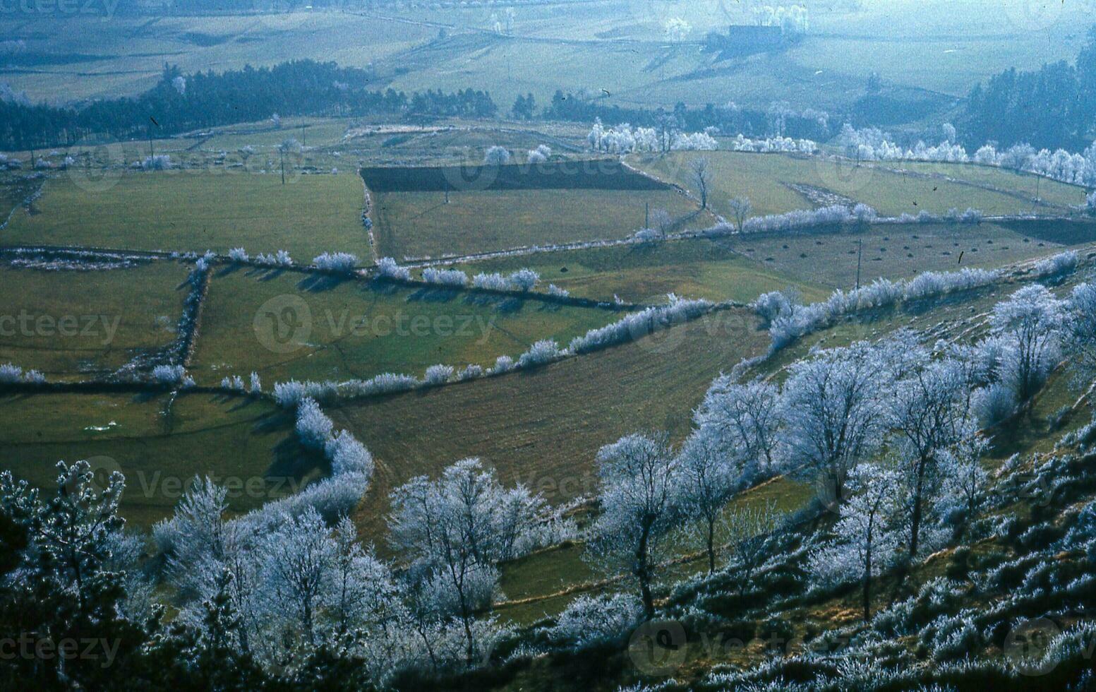 a view of a valley with trees and grass photo