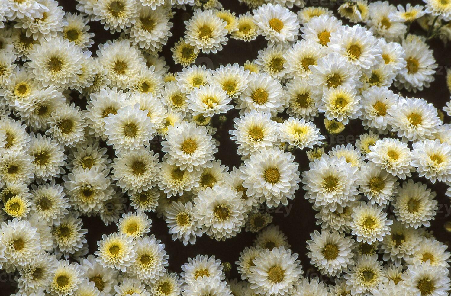 a close up of a bunch of white and yellow flowers photo