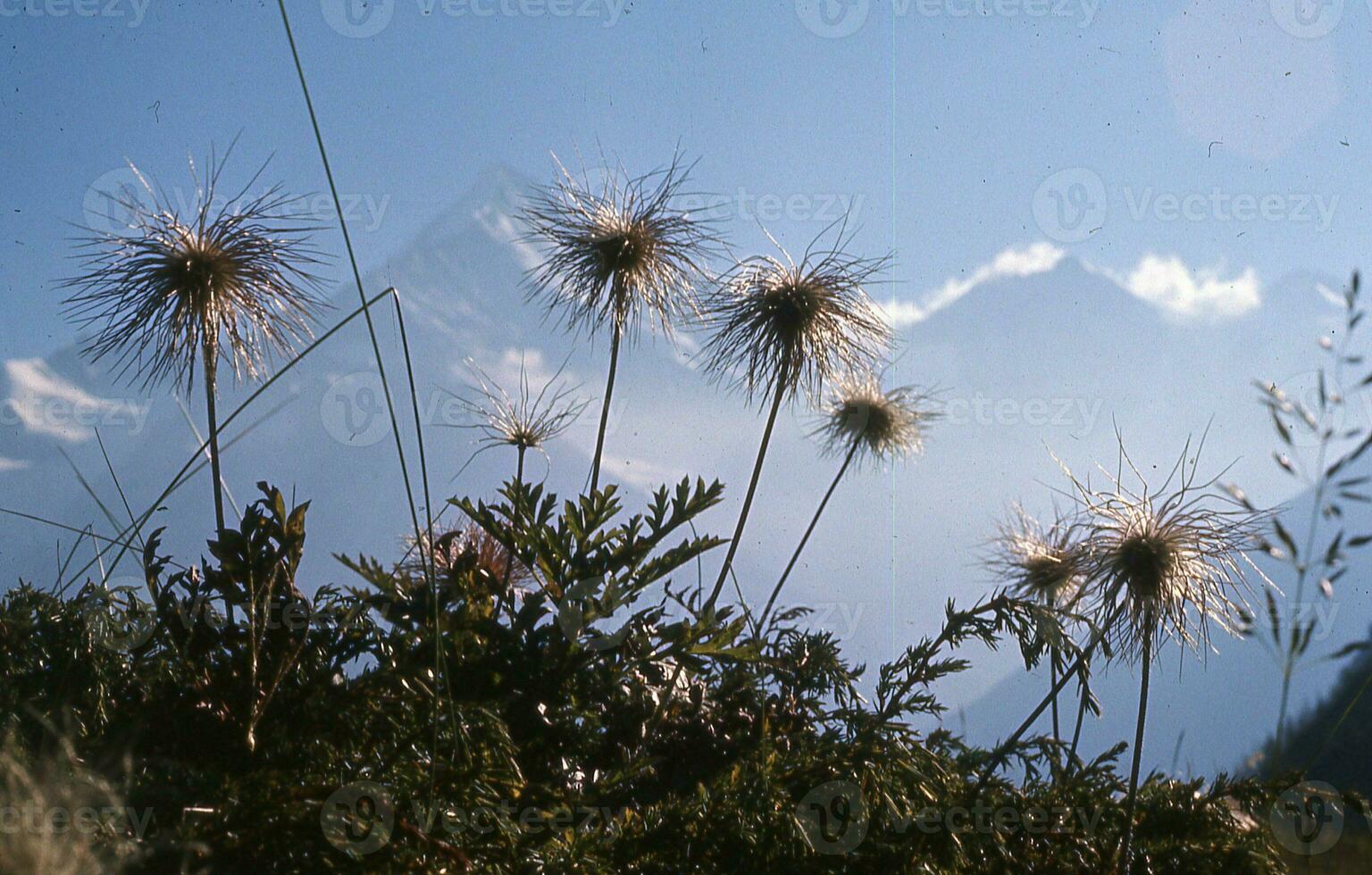 a group of plants with tall grass and mountains in the background photo