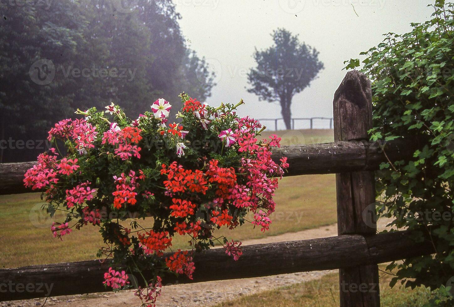 a fence with a hanging basket of flowers photo