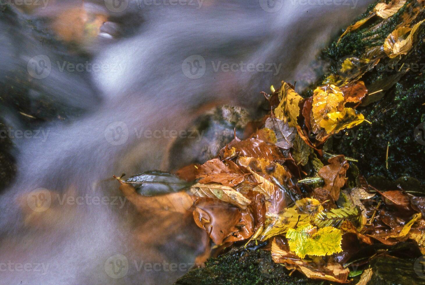a stream of water flows over a rock with leaves photo