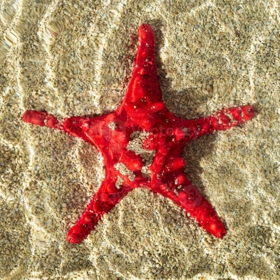 Creative summer scene made with red starfish in water on sandy background. Minimal summer concept. Trendy vacation idea. Creative sea star flat lay composition. Summertime aesthetic. Top of view. photo