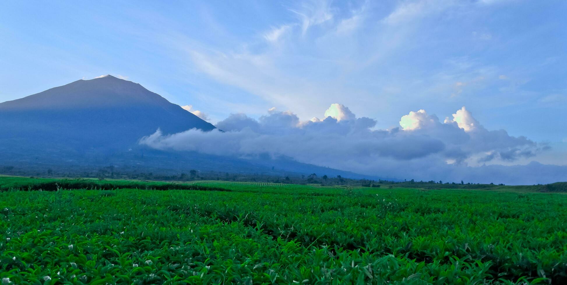 hermosa ver de té plantaciones en Kerinci, jambi foto