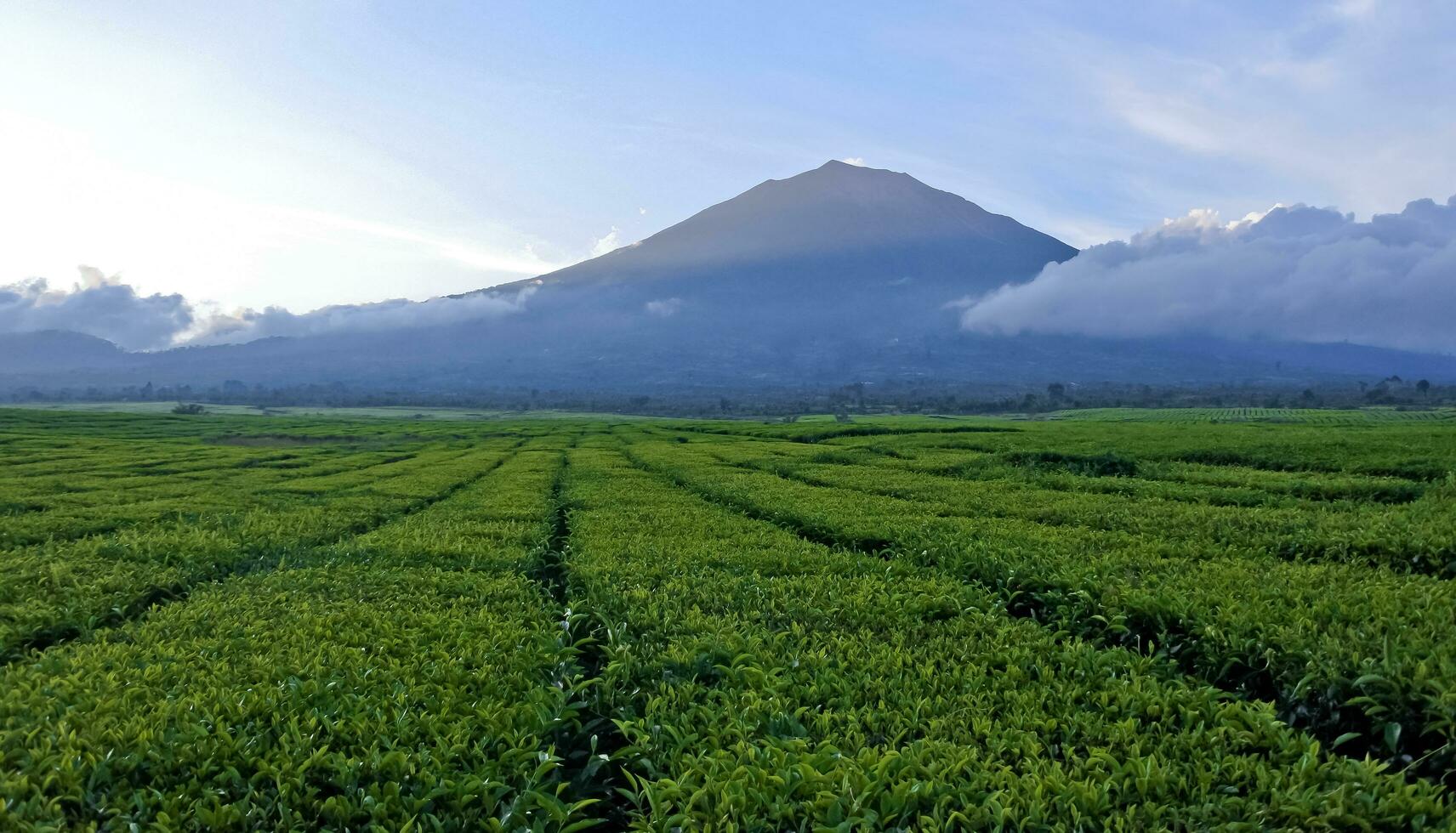 hermosa ver de té plantaciones en Kerinci, jambi foto