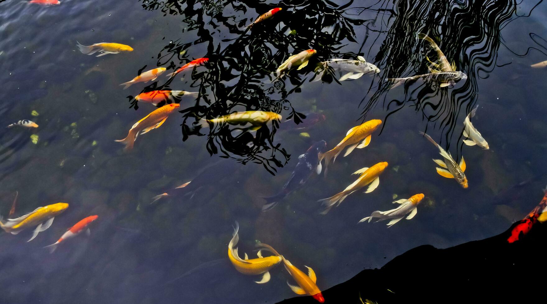 view of colorful koi fish in the pond photo