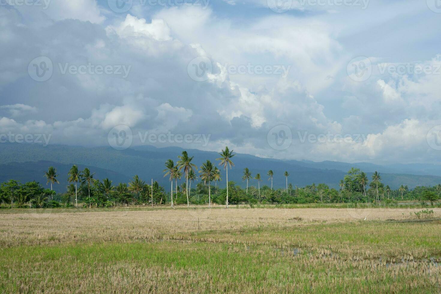 Panoramic Green Rice Fields with mountains in the background in South Sulawesi, Indonesia photo