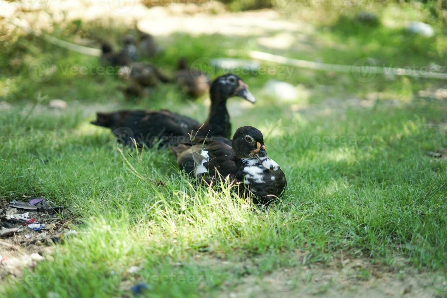 The ducks are resting while waiting for food photo