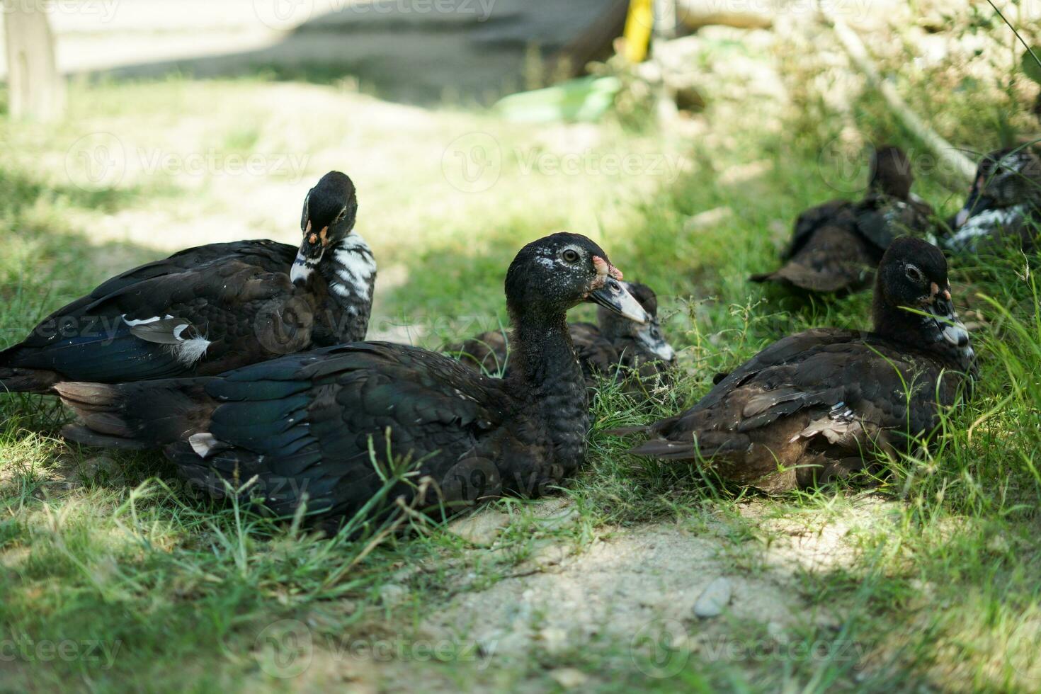 The ducks are resting while waiting for food photo