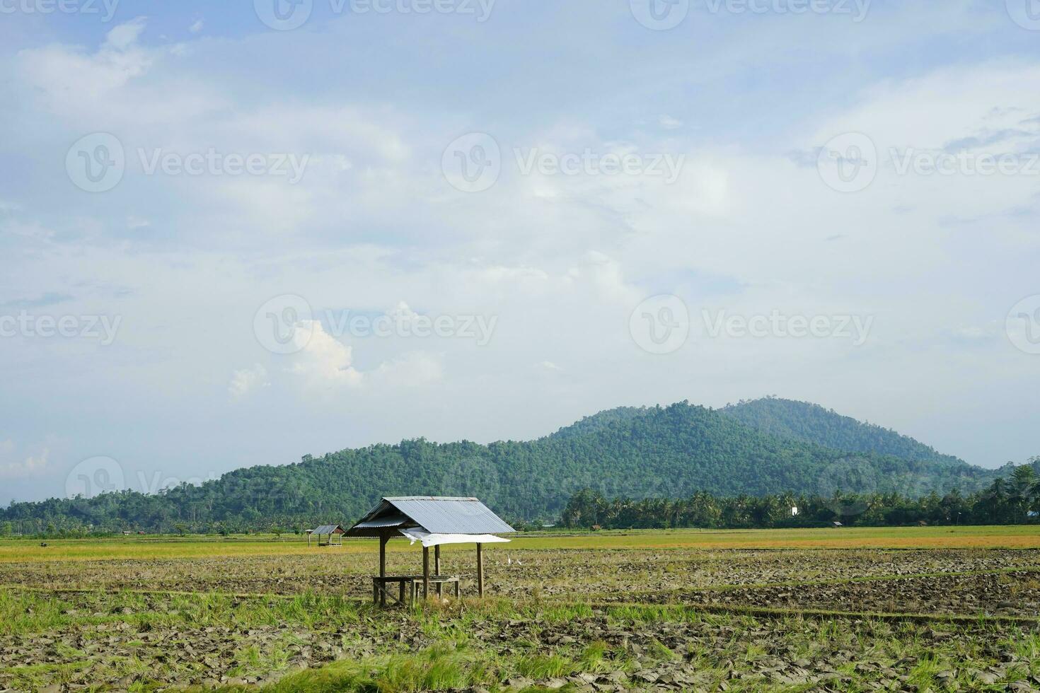Panoramic Green Rice Fields with mountains in the background in South Sulawesi, Indonesia photo