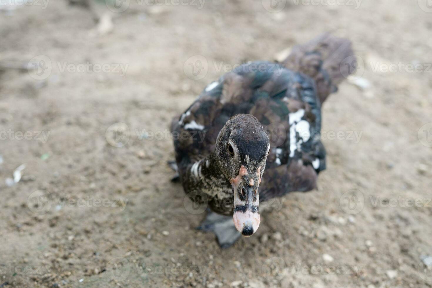 ducks are looking for food photo