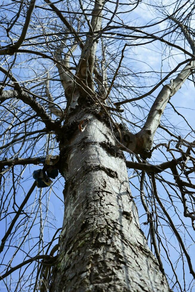 leafless tree branches against the blue sky photo