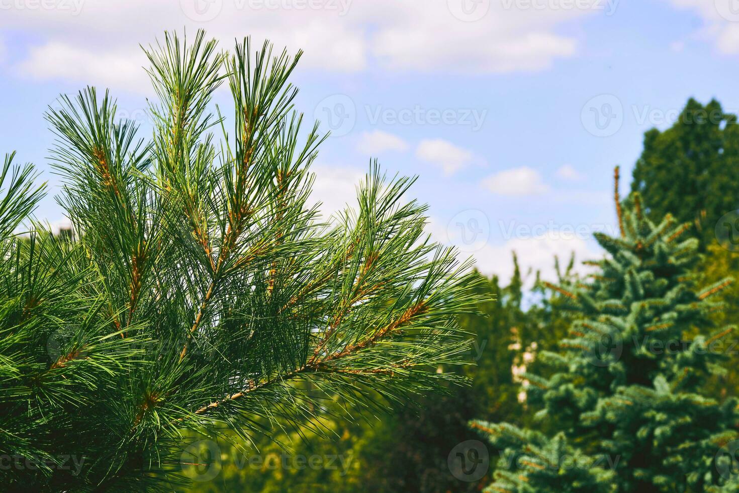 Blooming young pine tree with delicate buds of cones photo