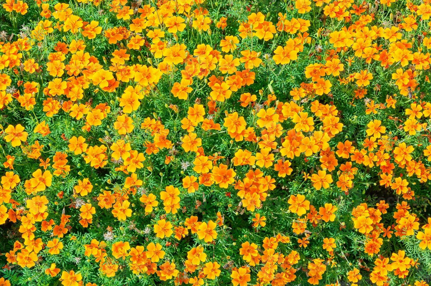 Close up shot of yellow flowers in a botanical garden photo
