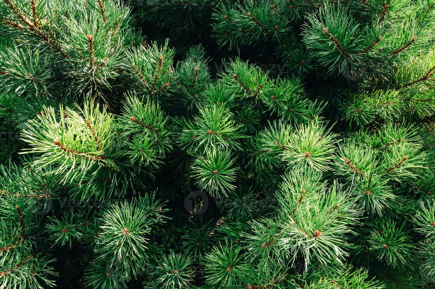 de cerca Disparo de un pino rama en el bosque foto