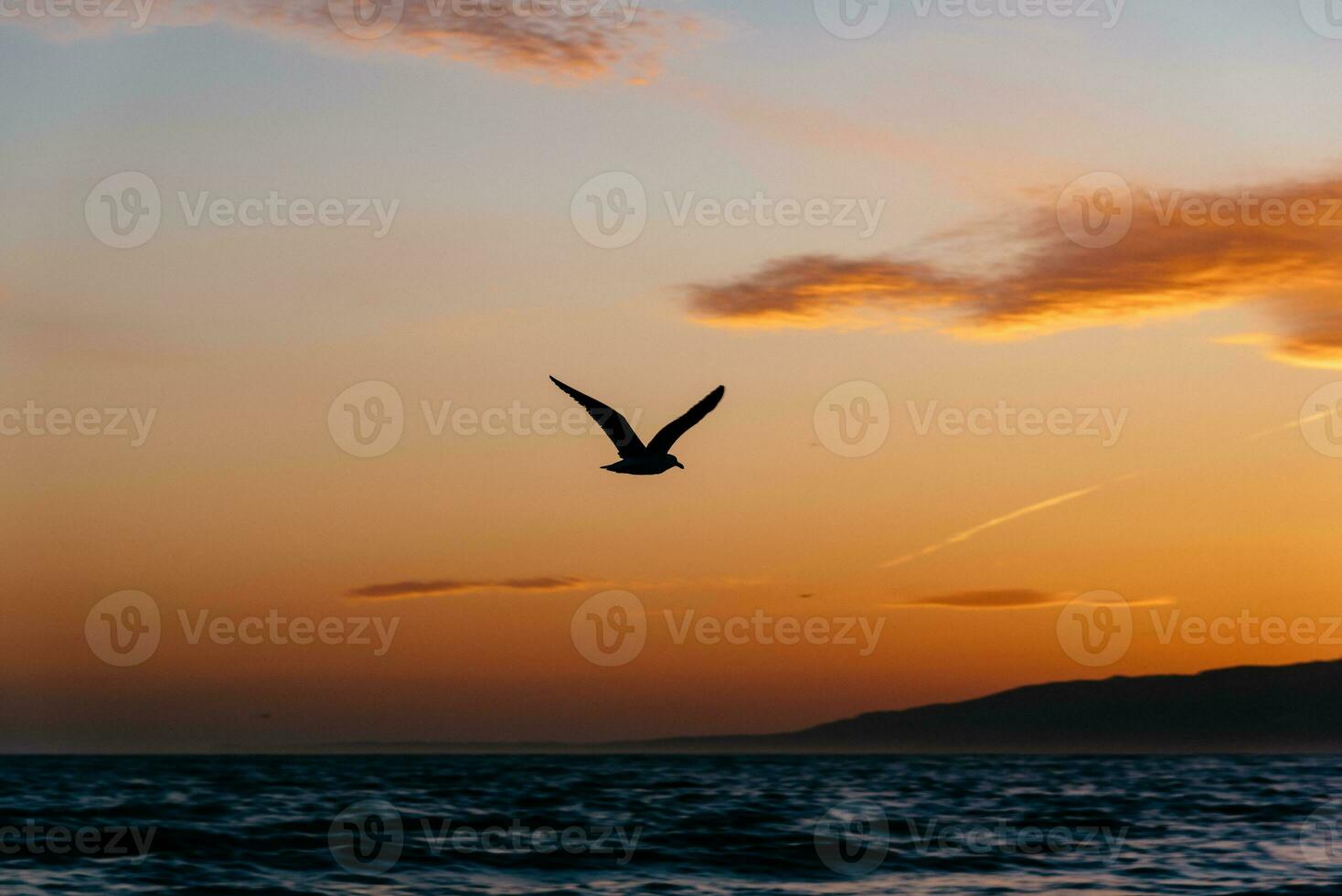 Bird flying in the sunset photo