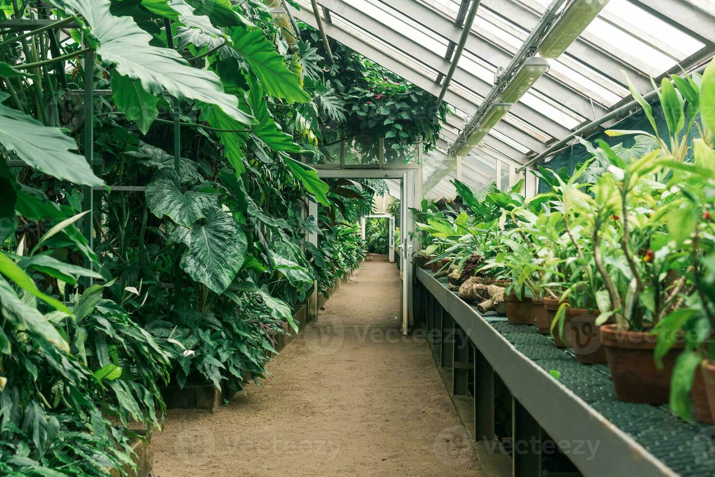 interior of a large greenhouse with a collection of tropical plants photo