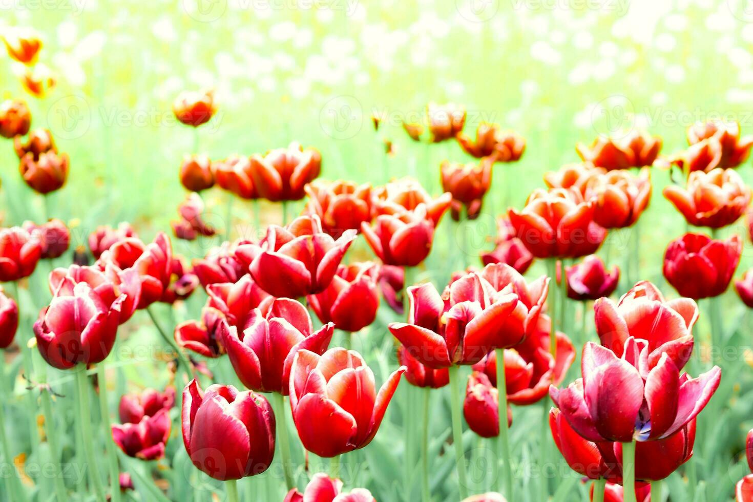 Blure delicate carpet picture of red tulips in the park, plantation photo