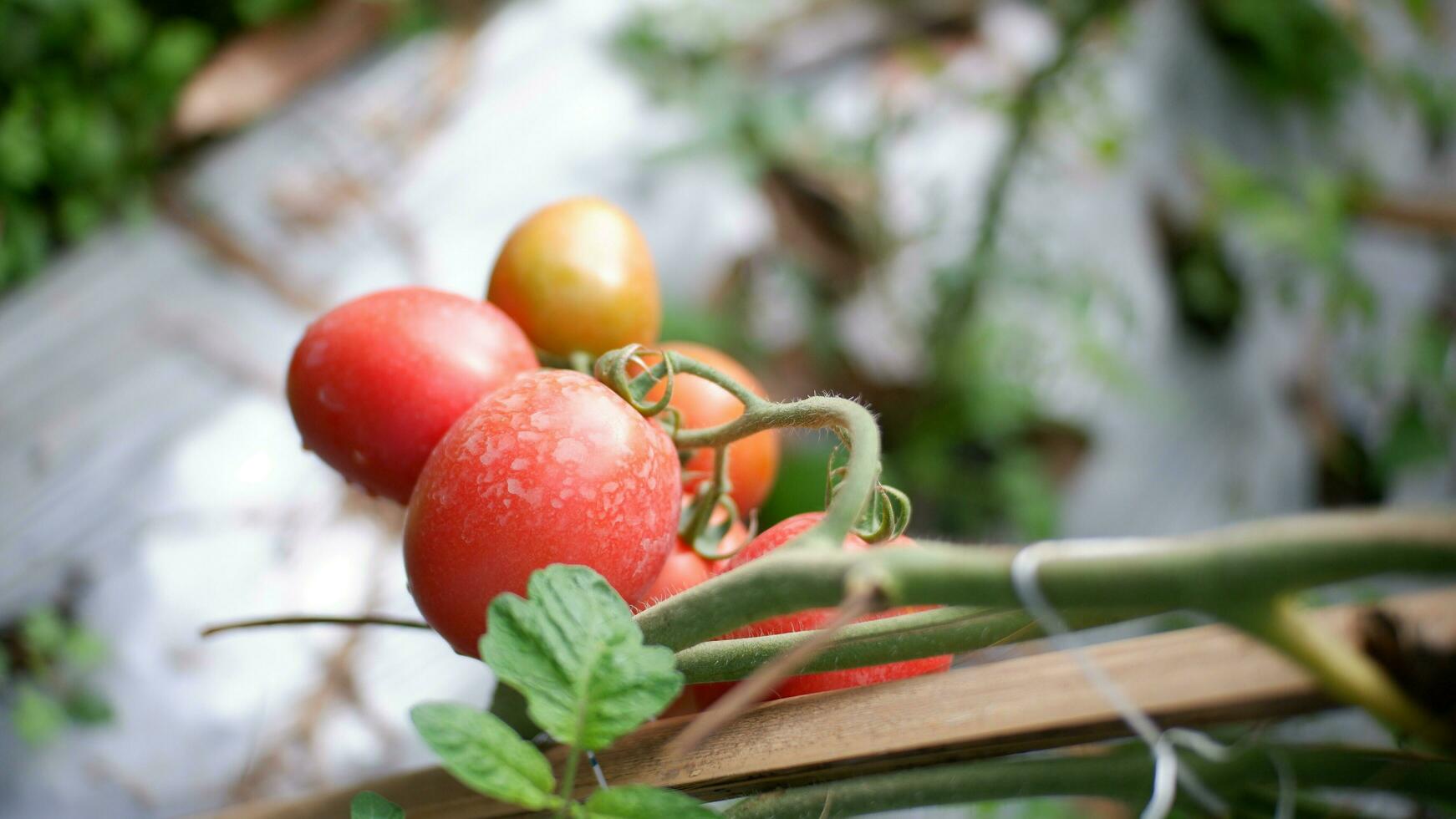 Ripe tomato plant growing in garden. Fresh bunch of red natural tomatoes on branch in organic vegetable garden. Organic farming, healthy food, , back to nature concept.Gardening tomato photograph photo