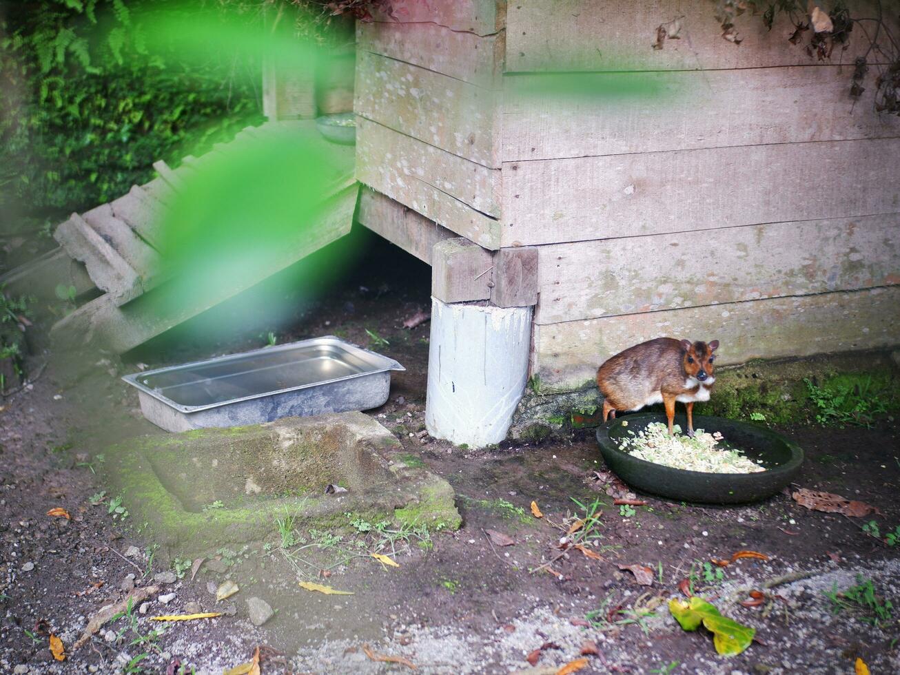 A Mouse deer eating on a large tear next to his wooden house and saw the camera photo