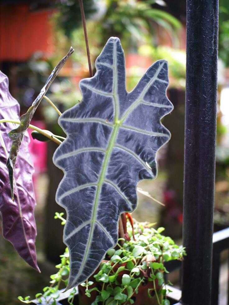 vistoso ornamental hojas de ángel alas o elefante oreja, hermosa planta antecedentes foto