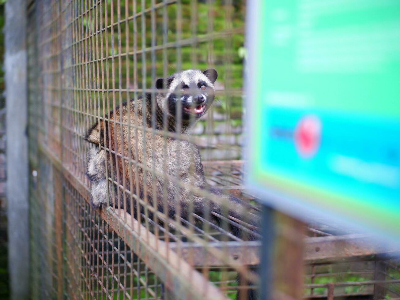 Civet or Mongoose or mongoose white cofee-producing animal sitting in a cage and staring intently at the camera photo