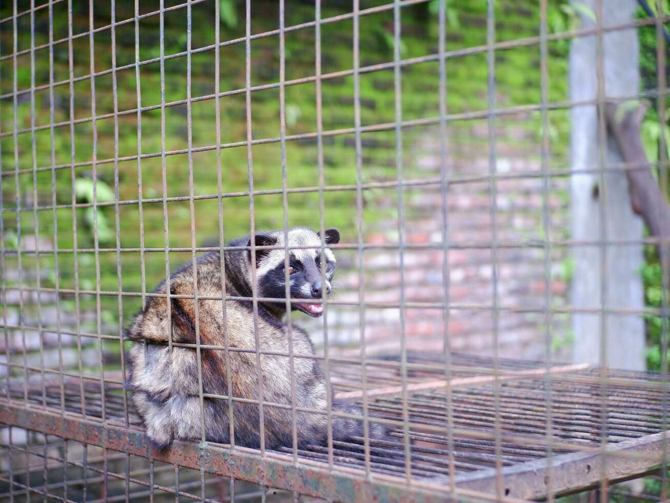 algalia o mangosta o mangosta blanco productores de café animal sentado en un jaula y curioso atentamente a el cámara foto