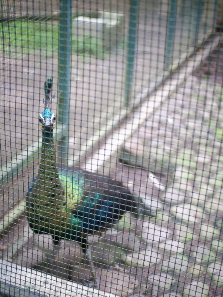 The beautiful blue Peacock is standing gallantly in the cage, which has trees and leaves in the zoo photo