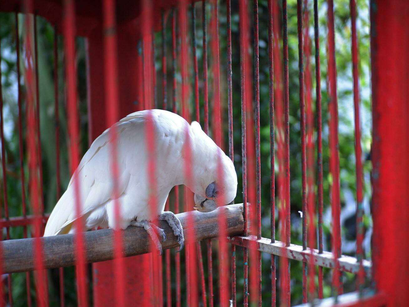 Parrot perched on a wooden branch then scratches its beak in a red cage photo