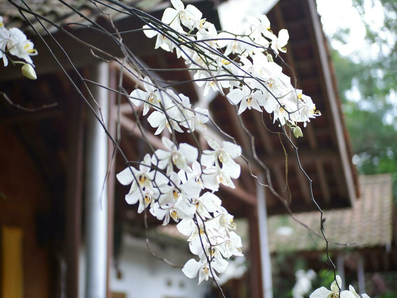 White orchid flower blooming in springtime.White orchid flowers with blur background photo