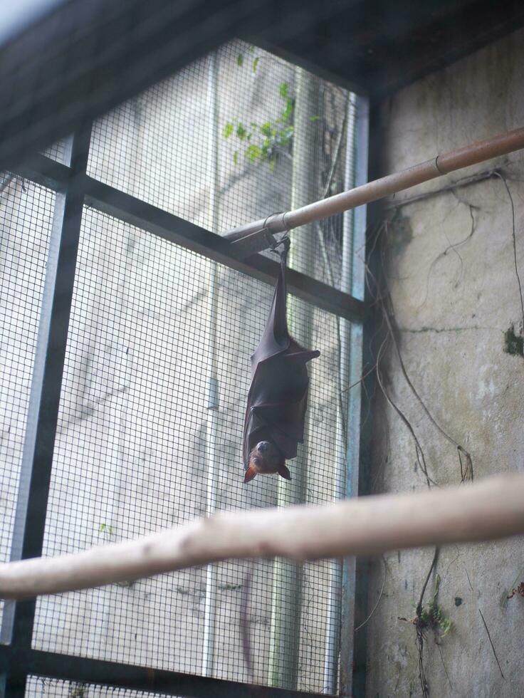 The big bat dangling in the iron cage during the day photo