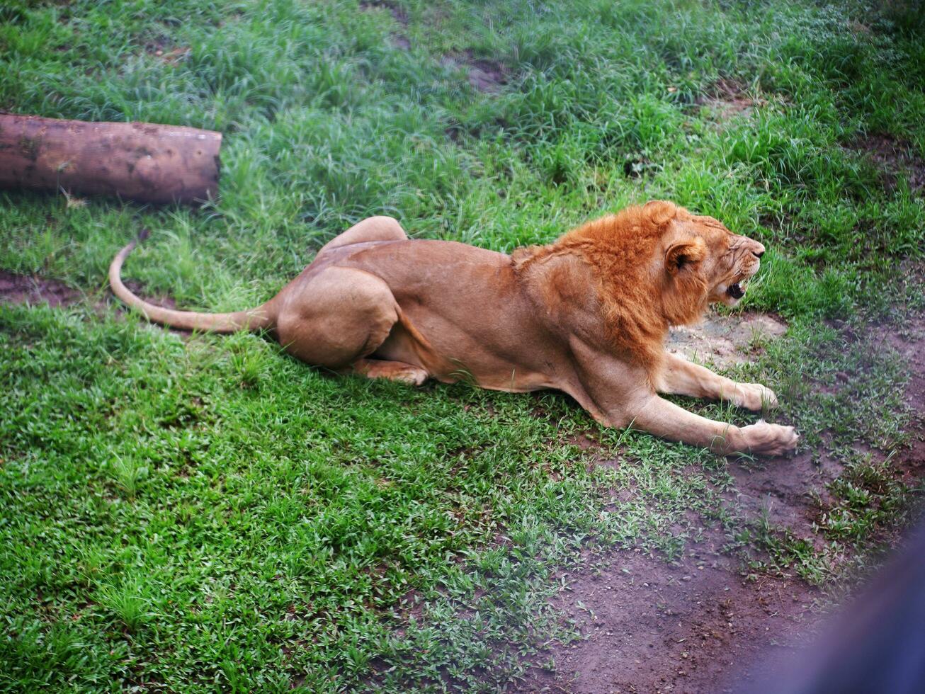 A large male African lion sitting leisurely on the grass ,Photo from above photo